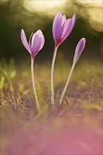 Meadow saffron (Colchicum autumnale) in the morning light
