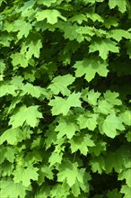 Green leaves of a Norway maple (Acer platanoides) in summer
