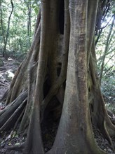 Strangler Fig (Ficus) wrapped around a host tree