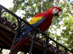 Scarlet Macaw (Ara macao) perched on a rail