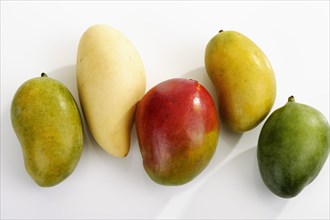 Various varieties of Mango (Mangifera indica)