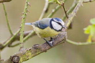 Blue Tit (Cyanistes caeruleus syn Parus caeruleus)