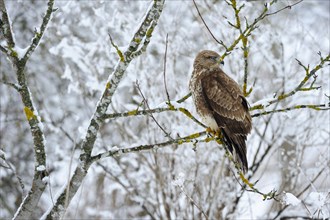 Common Buzzard (Buteo buteo) perched on a vantage point in a snow-covered Mountain Ash (Sorbus aucuparia)