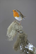 Robin (Erithacus rubecula) perched on a spruce branch covered in beard lichen