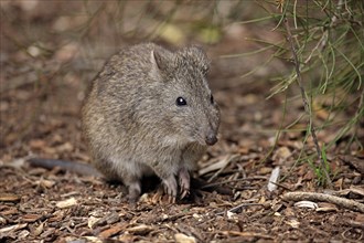 Long-nosed potoroo (Potorous tridactylus) adult