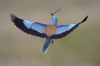 European roller (Coracias garrulus) in flight with prey