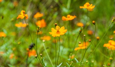 Orange wildflowers