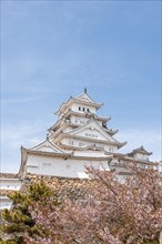 Blossoming cherry trees