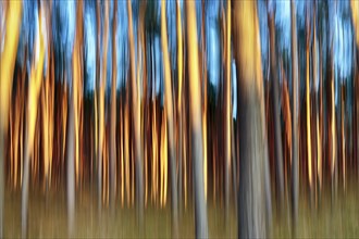 Pine forest (Pinus sylvestris)