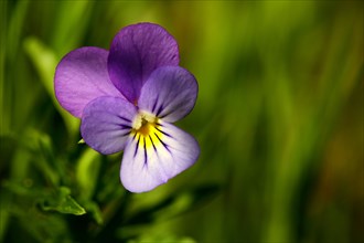 Heartsease (Viola tricolor)