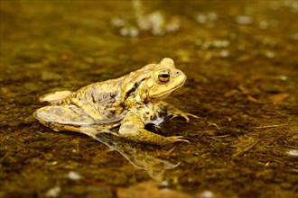 Common toad (Bufo bufo) in water