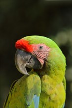 Great green macaw (Ara ambigua)