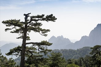 Mountain massif with rocky peaks and pines