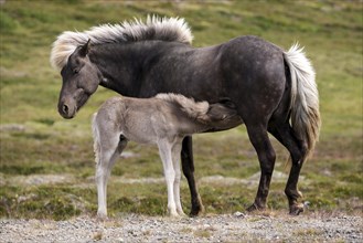 Icelandic horses (Equus islandicus)