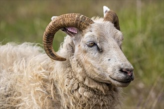 Icelandic sheep (Ovis)