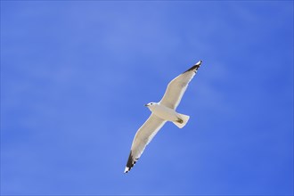 Great black-backed gull (Larus marinus) flying