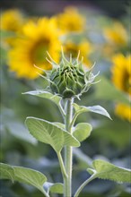 Sunflowers (Helianthus annuus) in a field