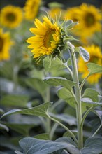 Sunflowers (Helianthus annuus) in a field