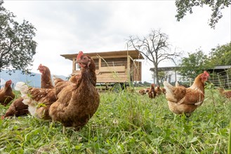 Free-range chickens and mobile hen house in a meadow
