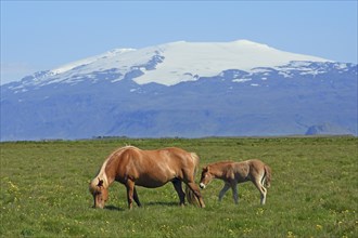 Iceland horse with foal in front of the snow-covered glaciated Eyjafjallajokull volcano