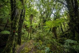 Hiking trail through forest with Tree fern (Cyatheales)