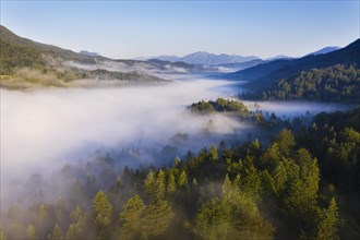 Fog over forest at Ferchensee