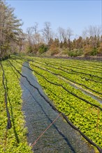 Rows of Wasabi plants in water