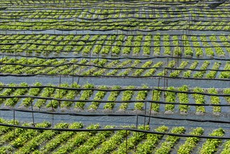 Rows of Wasabi plants in water