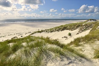 Dunes overgrown with beach oats