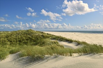 Dunes overgrown with beach oats