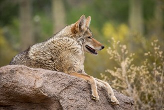 Coyote (Canis latrans) lies on rocks in cactus landscape