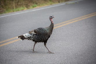 Common turkey (Meleagris gallopavo) crosses road
