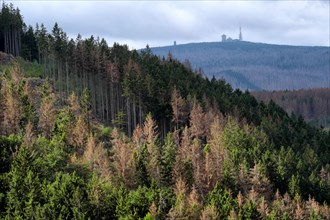 Partially dead spruce forest