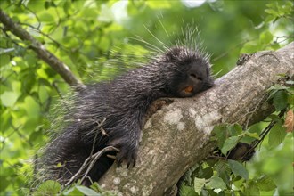 North American porcupine (Erethizon Dorsatum) sleeping on branch
