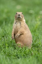 Black-tailed Prairie Dog (Cynomys ludovicianus) stands attentively