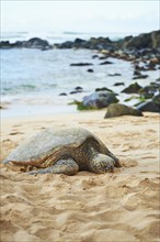 Green sea turtle (Chelonia mydas) on turtle bay