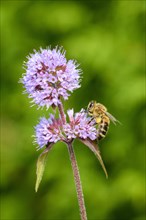 Honey bee (Apis mellifera) on Water mint (Mentha aquatica)