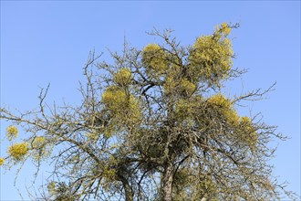 Mistletoe (Viscum album) on fruit tree