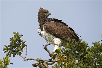 Martial eagle (Polemaetus bellicosus) on a tree top