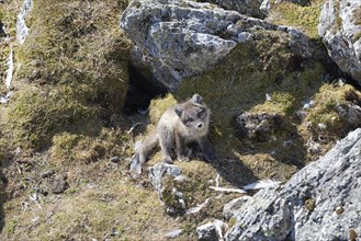 A Arctic fox (Vulpes lagopus)