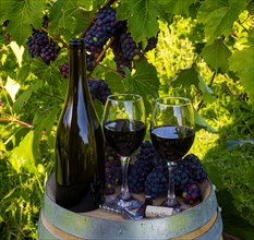 Wine bottle and glasses in vineyard with grapes in background