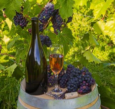 Wine bottle and glass in vineyard with grapes in background