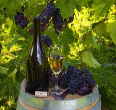Wine bottle and glass in vineyard with grapes in background
