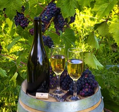 Wine bottle and glasses in vineyard with grapes in background