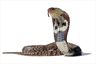 Indian Cobra (Naja)
