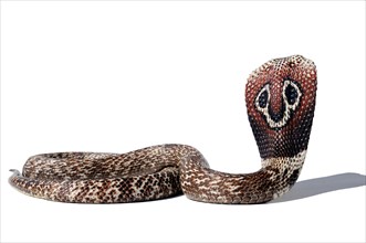 Indian Cobra (Naja)