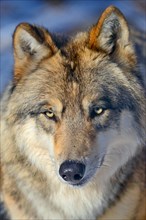 Tundra wolf (Canis lupus albus)