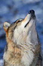 Tundra wolf (Canis lupus albus)