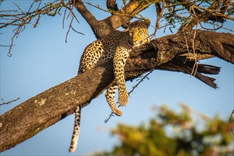 Leopard (Panthera pardus) on a branch