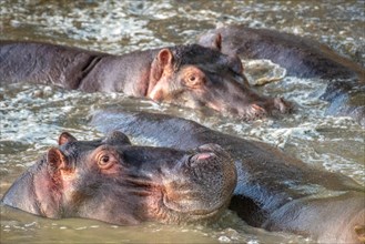 Several Common hippopotamus (Hippopotamus amphibius) bathe in the muddy water at Maasai Mara National Park
